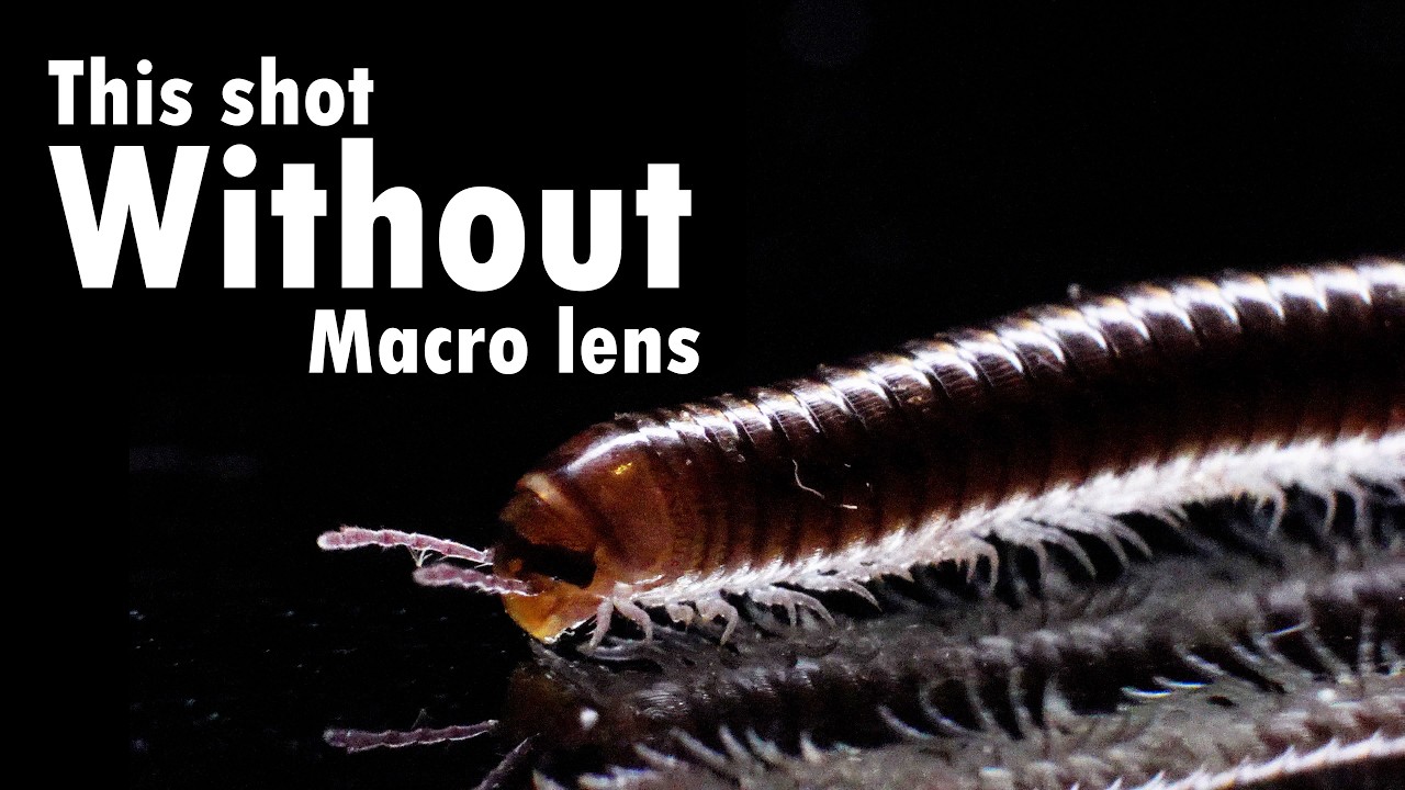 How to shoot Macro with (almost) any lens you own | Meike MK-S-AF3a Budget Extension Tubes | A6700