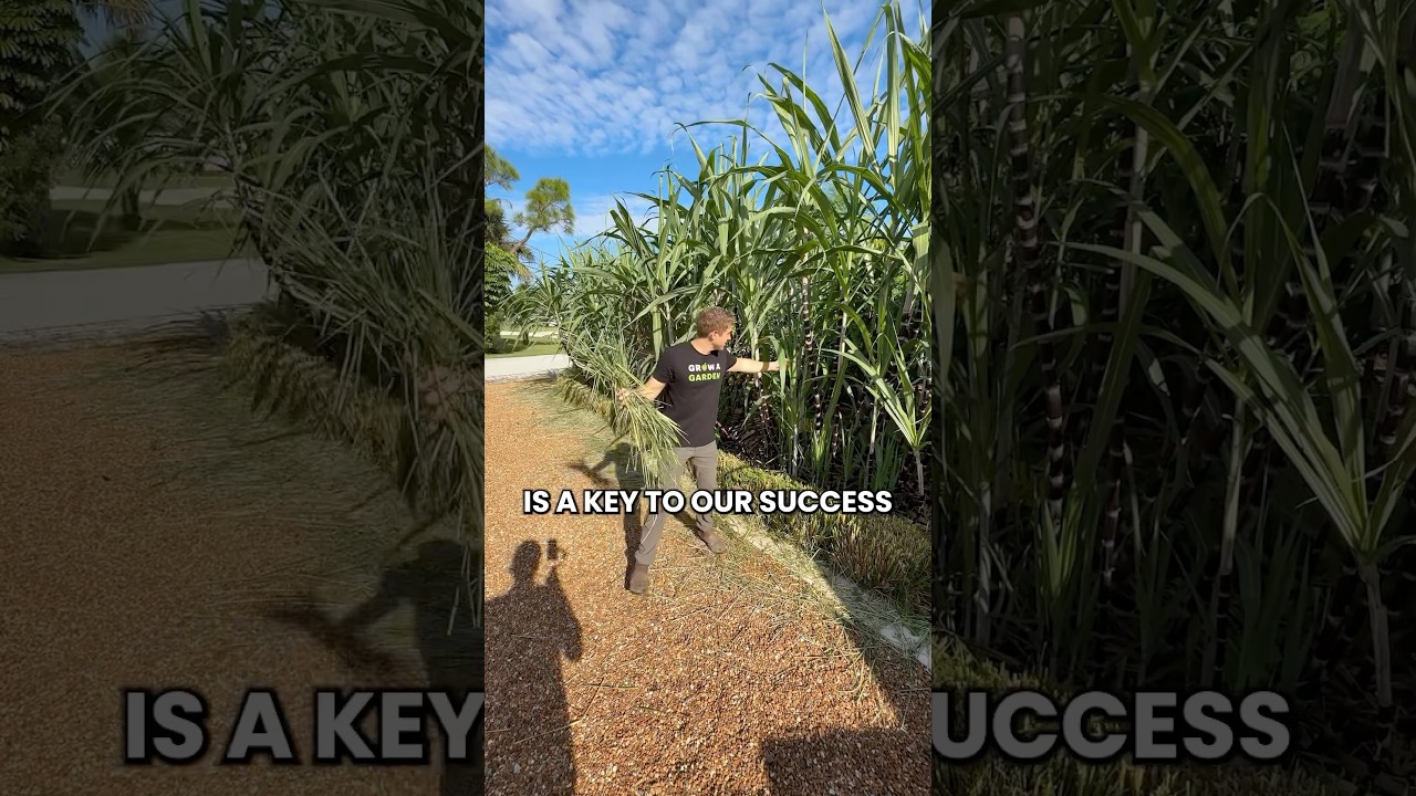 Секрет выращивания большого и здорового сахарного тростника! #growinnhomes