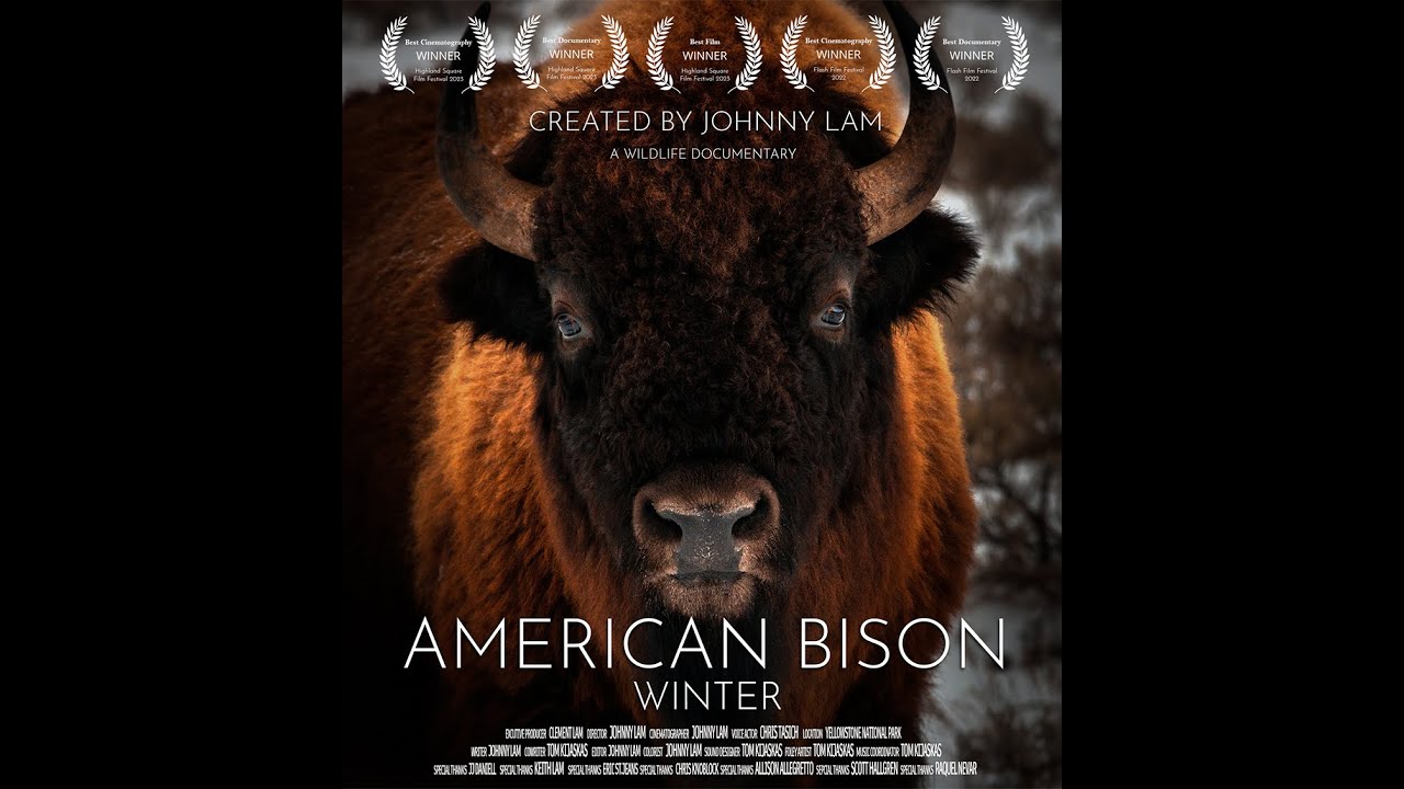 American Bison - Winter