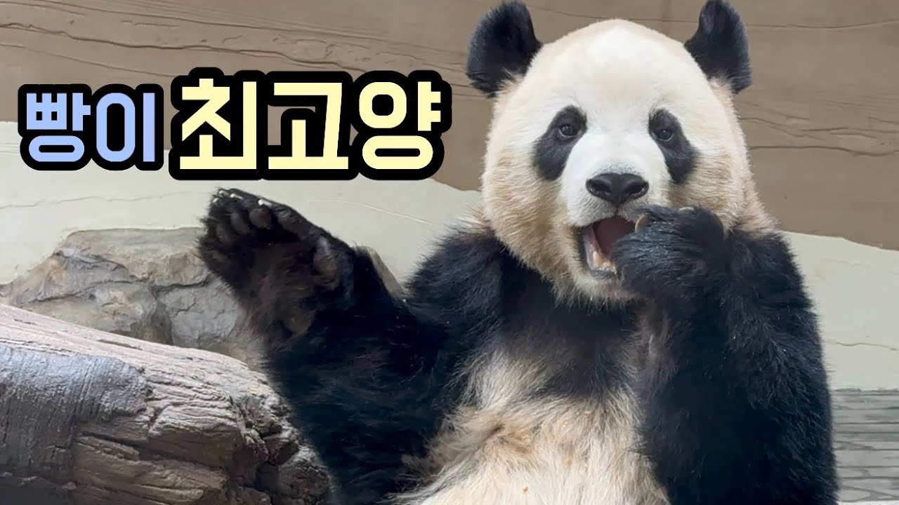 빵 먹고 햅삐한 빵루이🥰💜