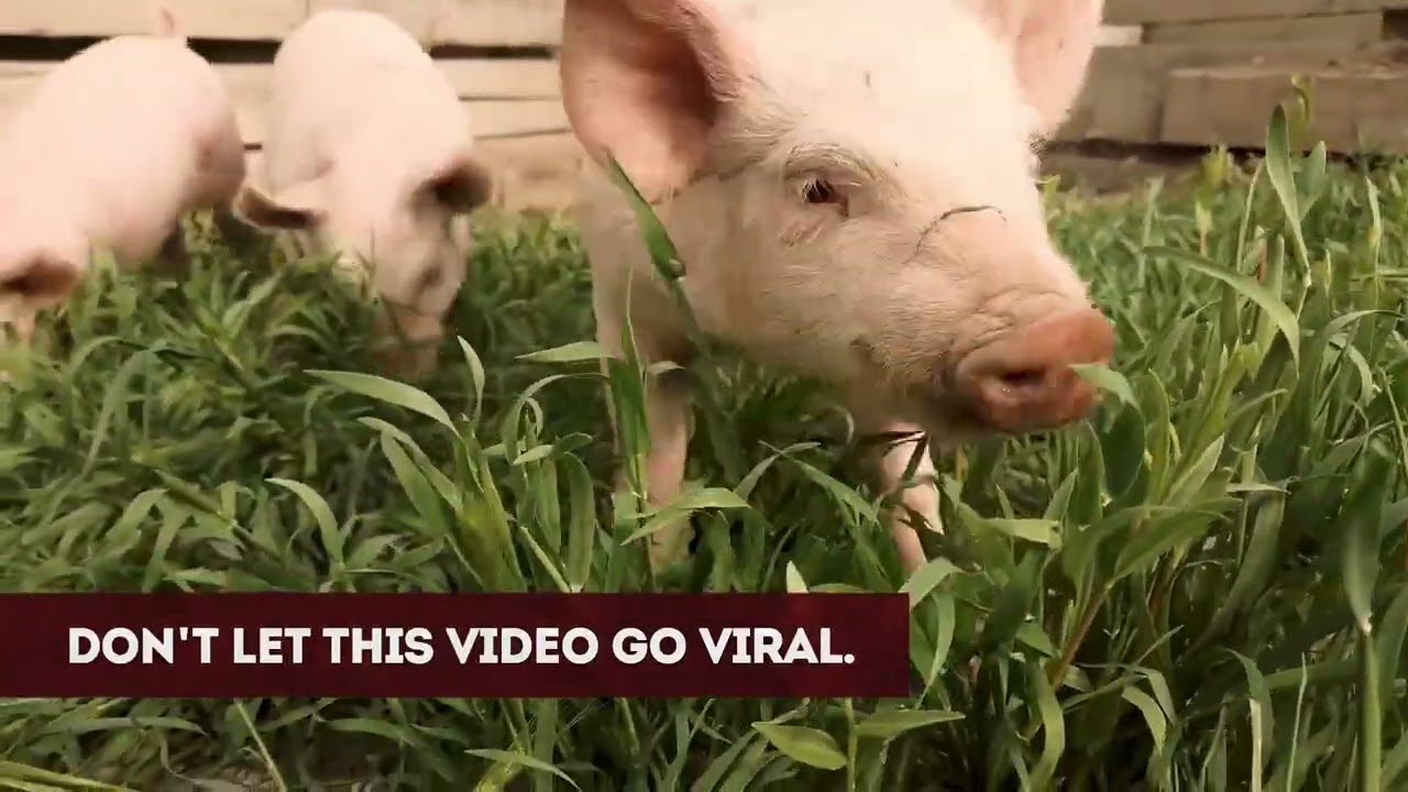 Don’t Let African Swine Fever Go Viral