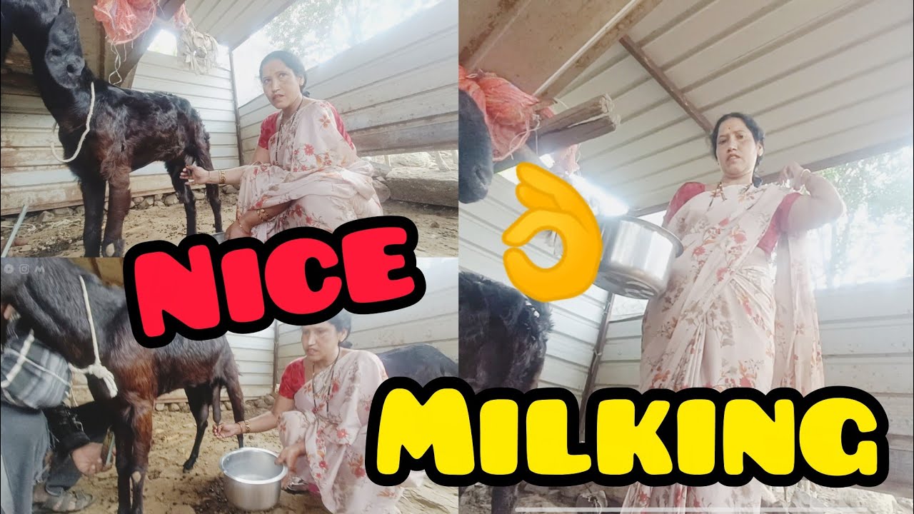 Milkar Nice goats milking lndian village 👌😊