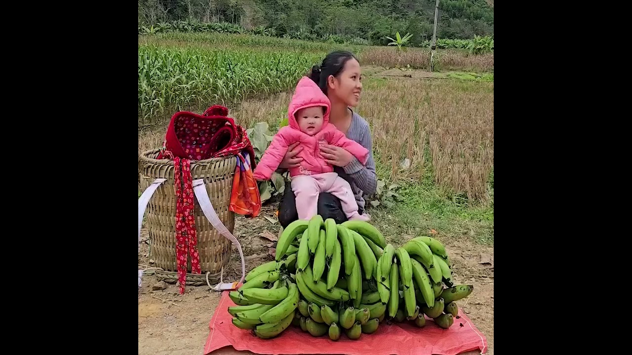 “Single Mother’s Simple Village Life – Collecting Fresh Banana Squash and Vegetables”