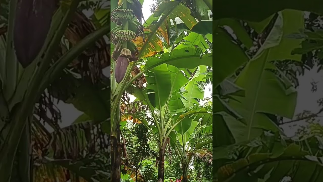 secret and tips to have a good size banana #ateednavlogs
