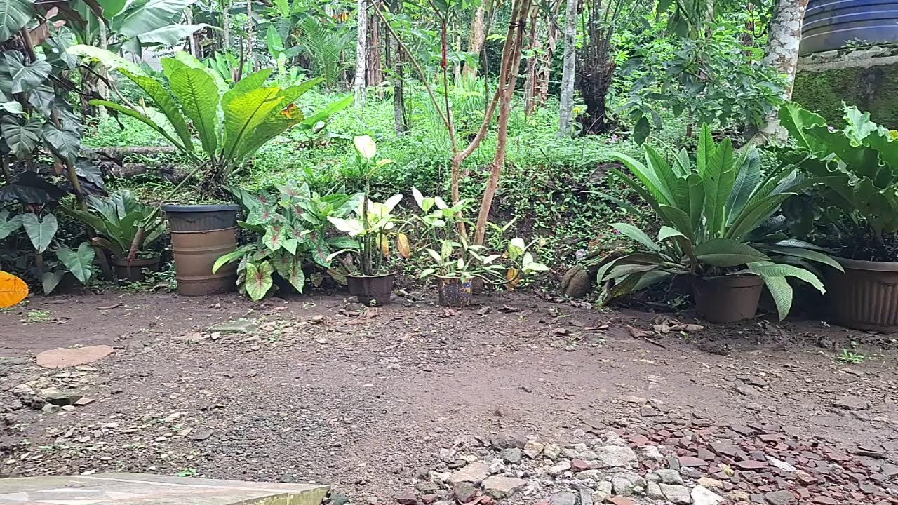 Siaran langsung MUHHASA