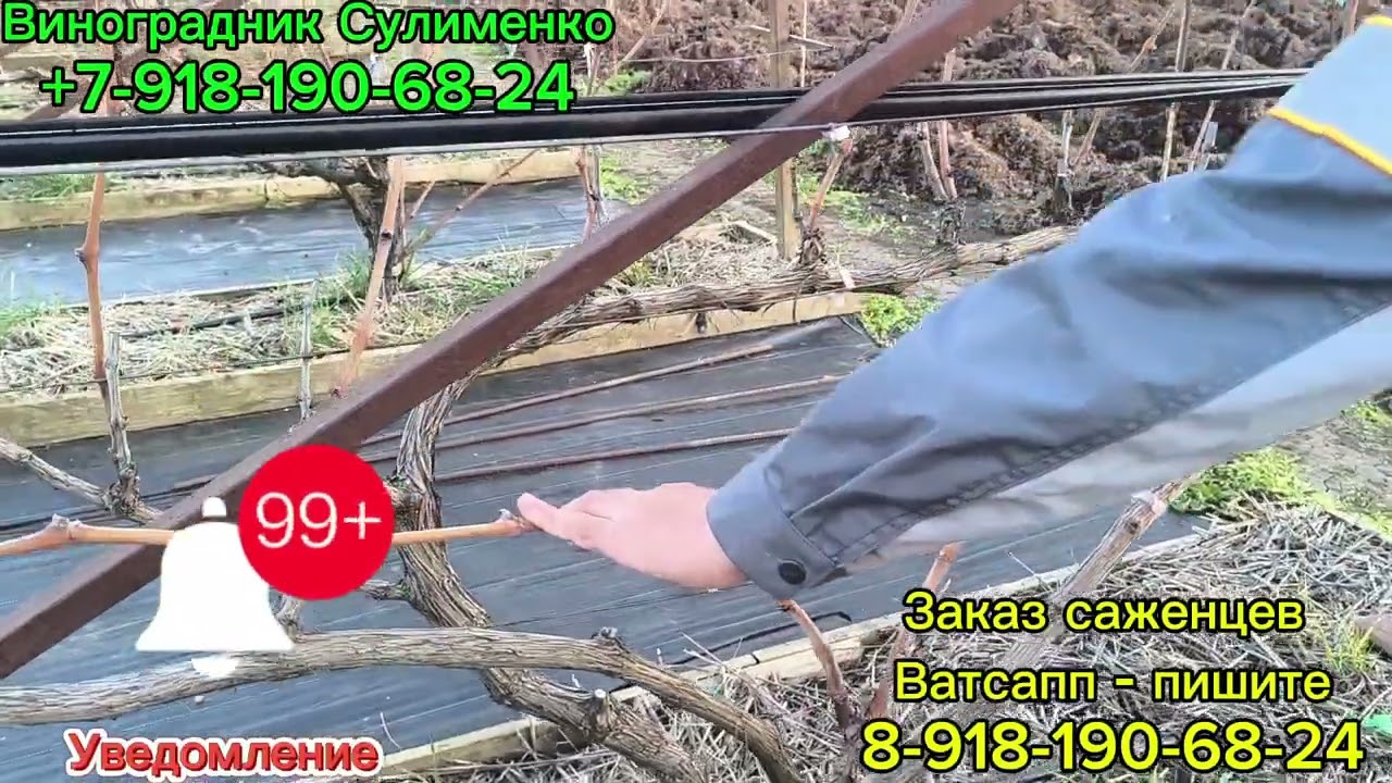 Обрезка винограда на рожки!