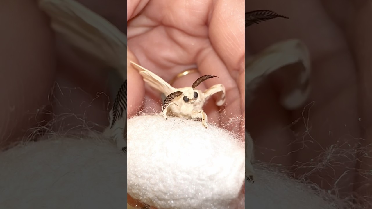 Our silkworm moths! #bombyxmori  #silkworm #silkmoth #moths