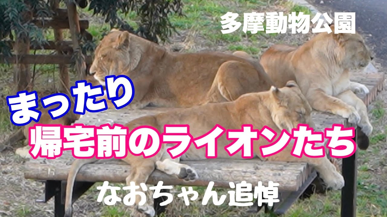 多摩動物公園〜帰宅前まったり過ごすライオンたち（なおちゃん追悼）