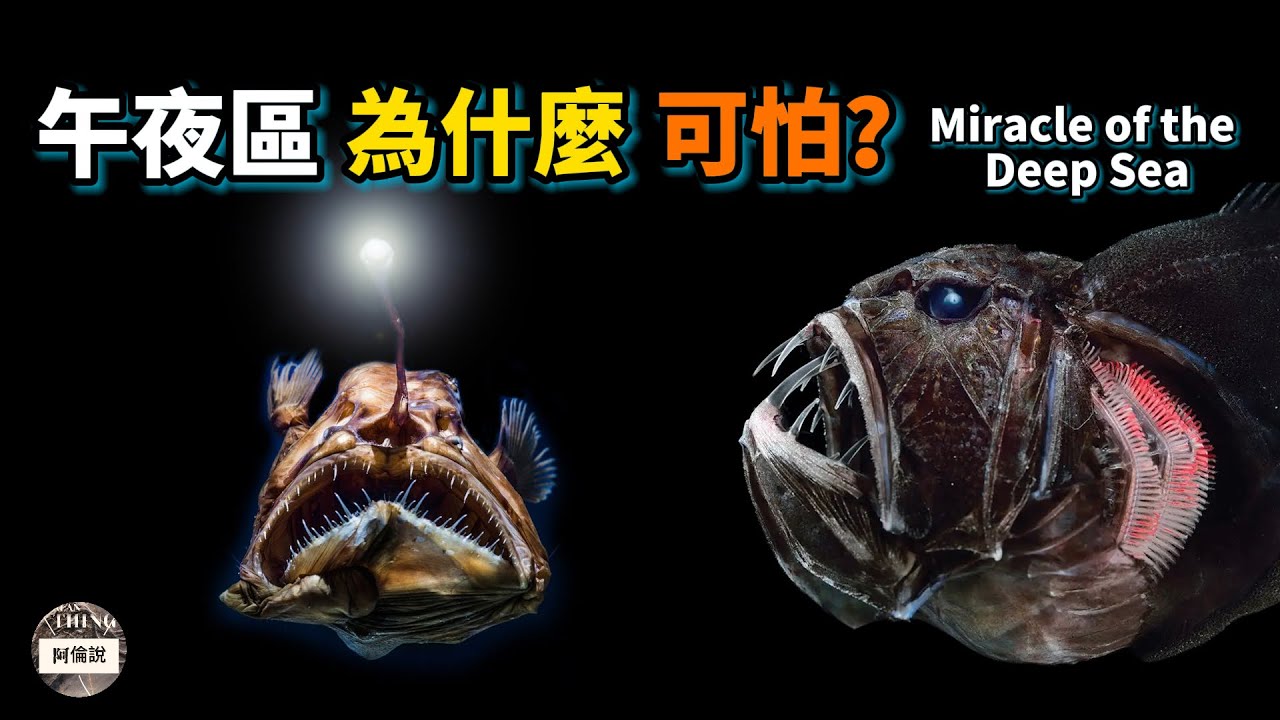 深海的奇跡: 探索午夜區的神秘動物們！