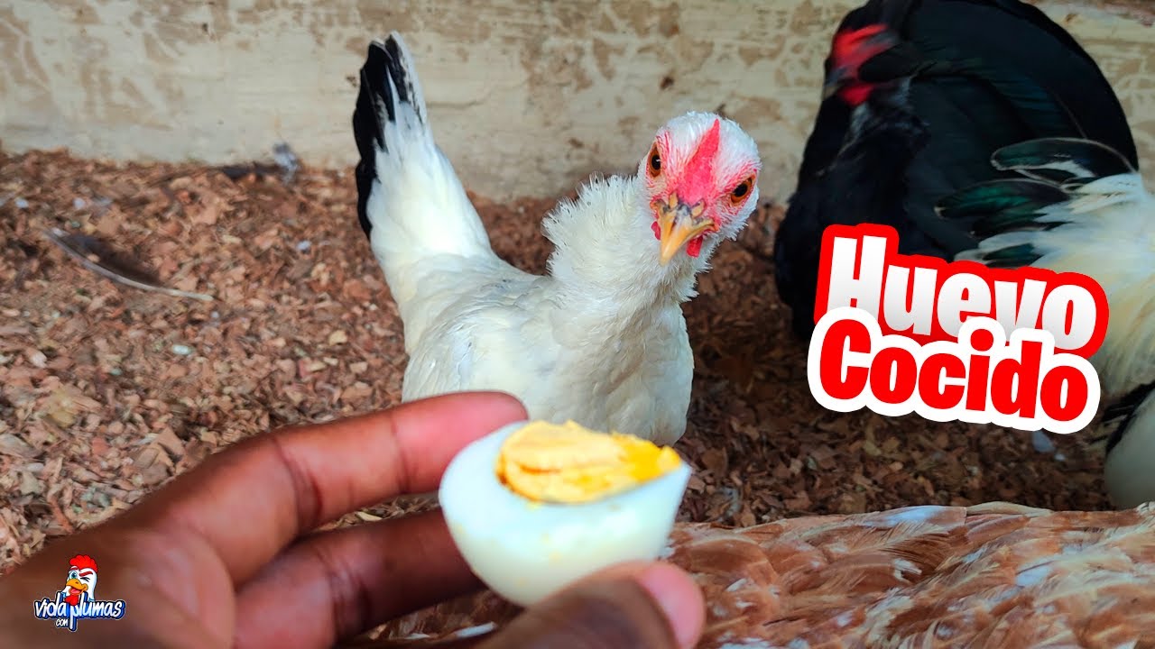 Dándole Huevo Cocido a las Gallinas 🥚