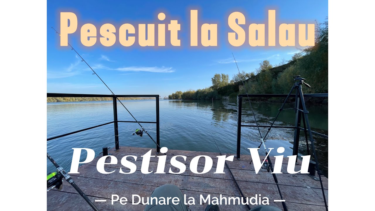 Pescuit la salau cu pestisor viu, in Delta, la Mahmudia, noiembrie 2024 !