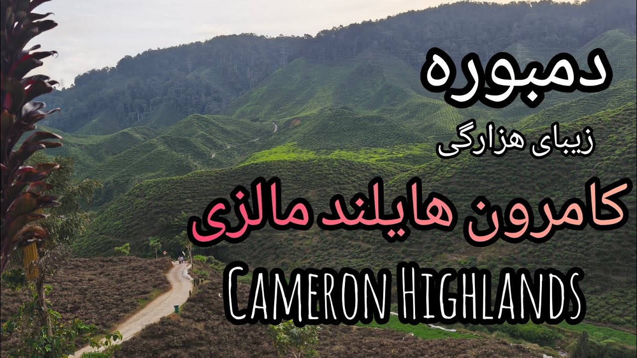 دمبوره محلی هزارگی _سید داود#دمبوره # عاشقانه # هزارگی #کامرون هایلند مالزی # Cameron Highlands 
