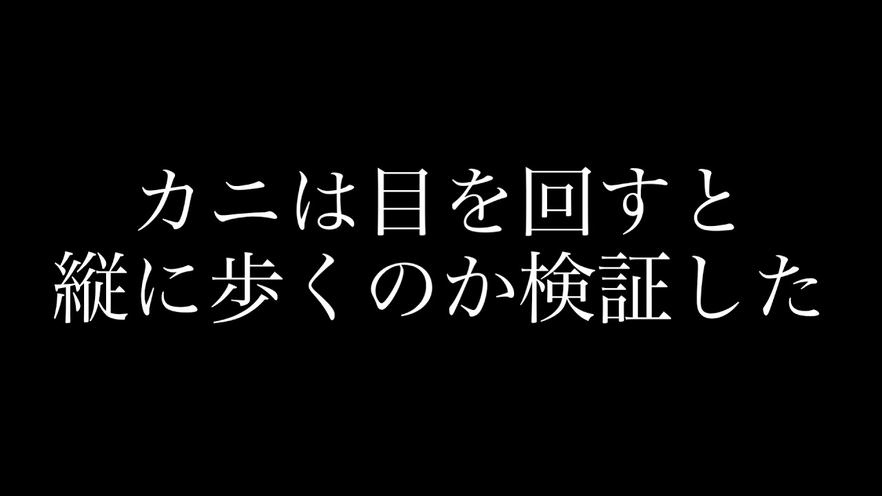 カニは目を回すと縦に歩くのか検証しました。