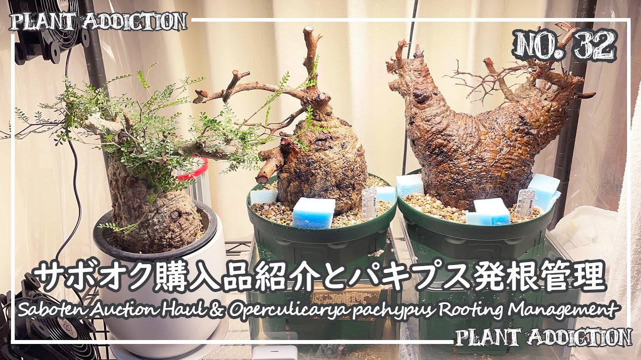 サボオク購入品紹介とパキプス発根管理 || Saboten Auction Haul & Operculicarya pachypus Rooting Management No.32