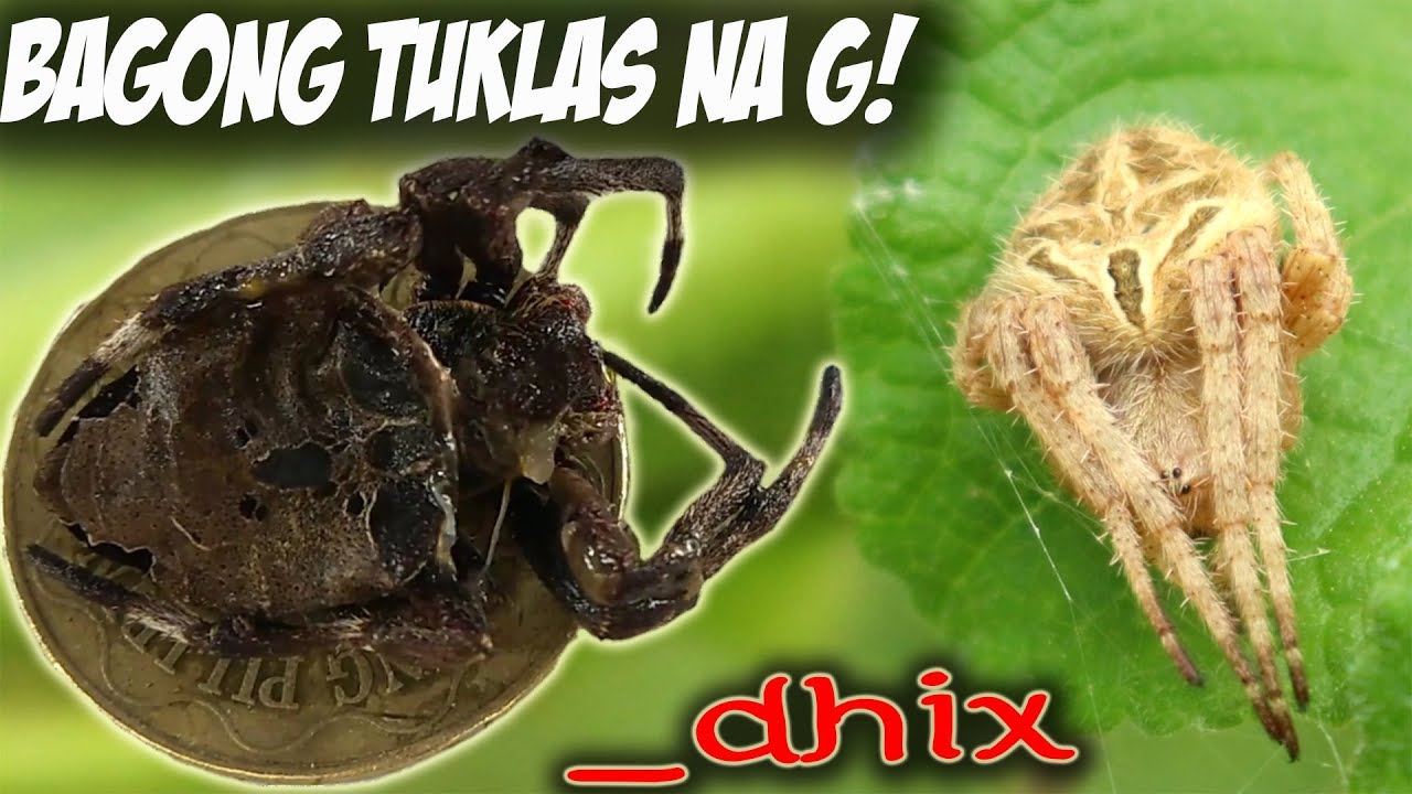 AKO PA LANG ANG MAY GANITONG GAGAMBA SA BUONG MUNDO (but sad ending😭😭)
