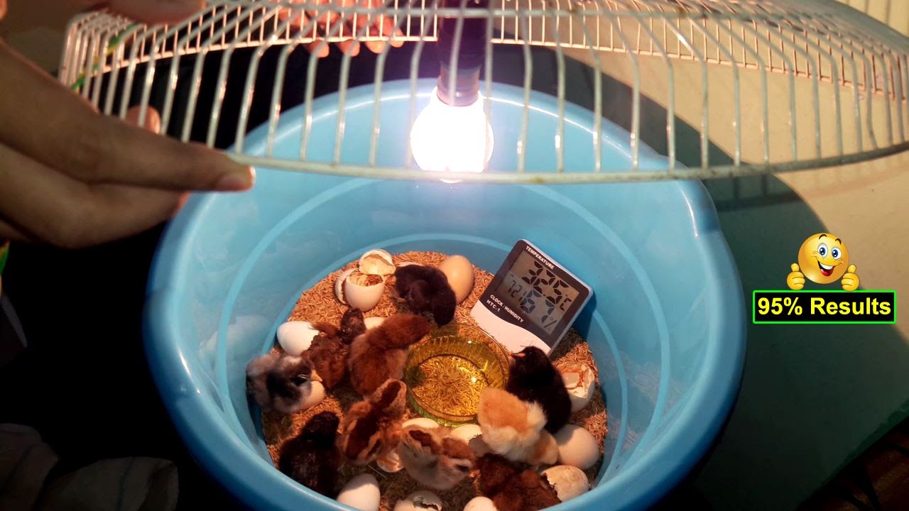 Simple Incubator For Chicken Eggs | Hatching Chicks in Plastic Tub/Box | DIY Homemade Incubator
