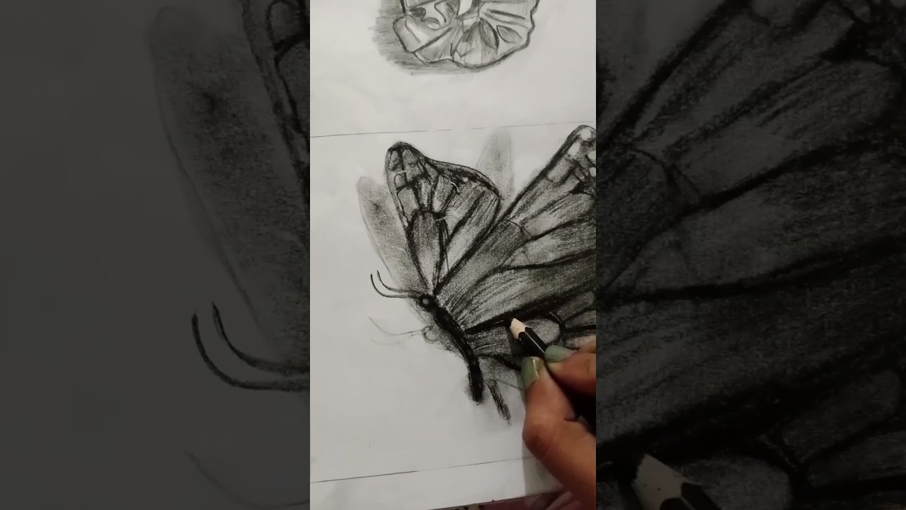 Charcoal drawing butterfly🦋 #art#drawing#butterfly#charcoal#sketch#shading#trending#ytshorts#shorts