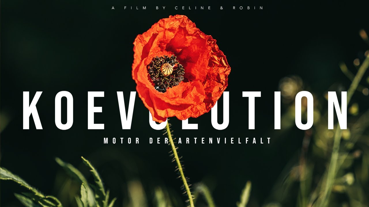 Koevolution - Motor der Artenvielfalt!