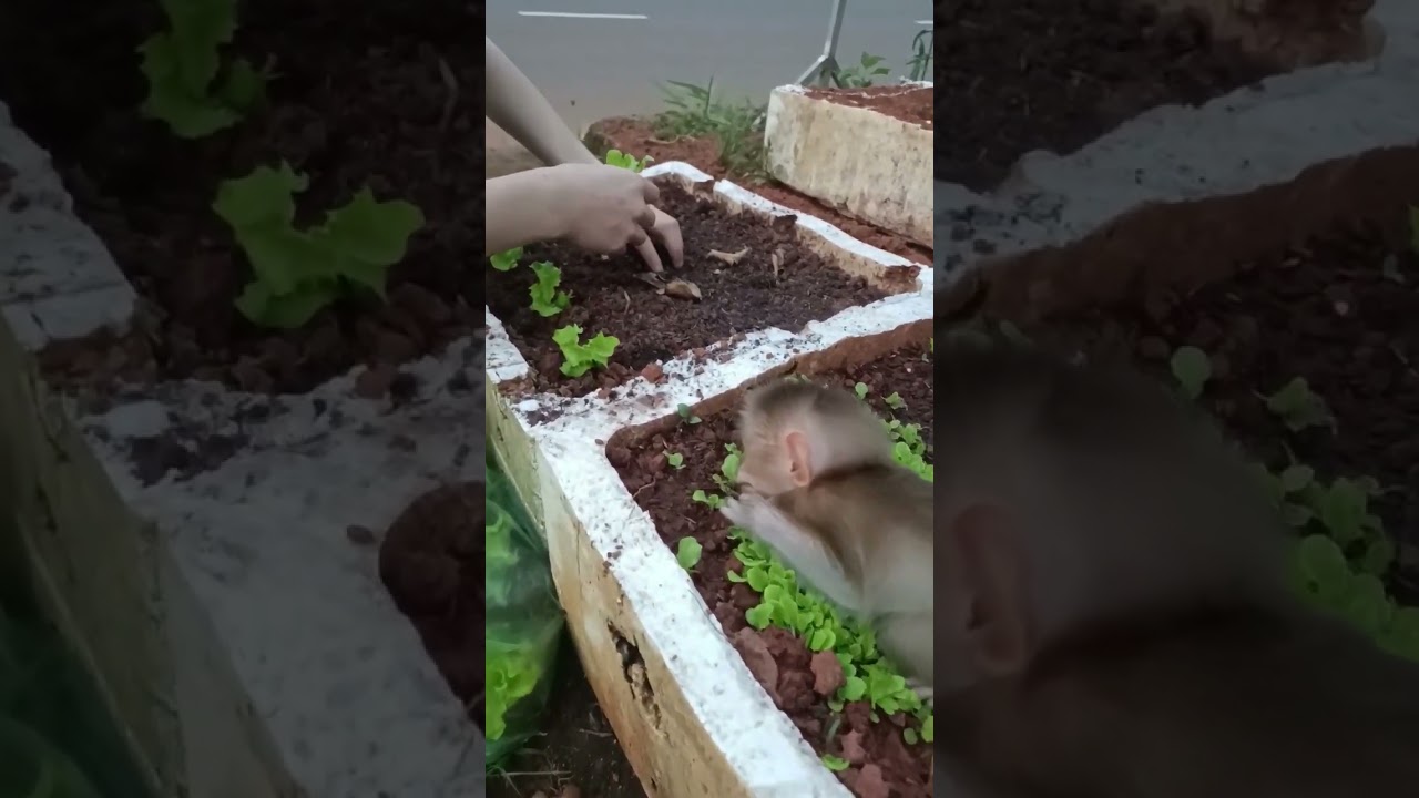 MonKey Bo #monkey #baby monkey#animal #shorts #shortvideo