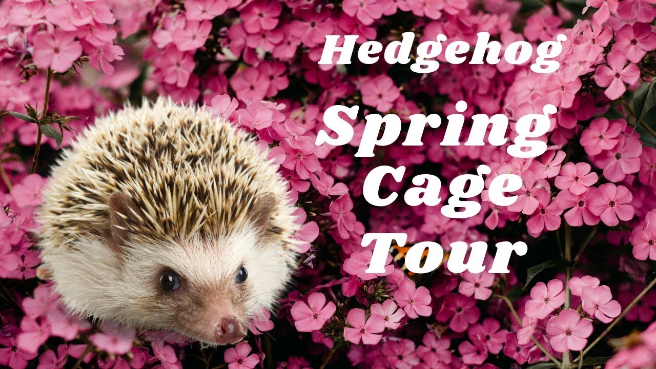HEDGEHOG CAGE TOUR 🦔 | Collab with Curtis Lasane