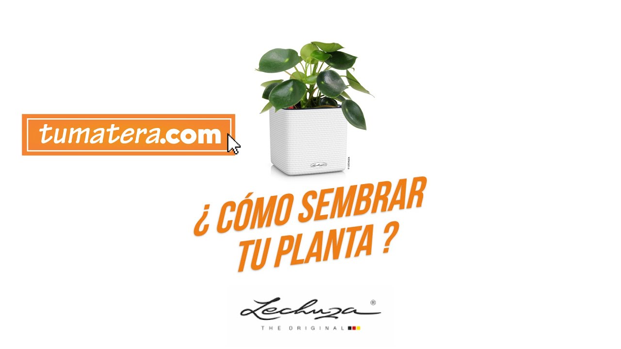 &iquest;C&oacute;mo sembrar tu planta? Maceta inteligente Lechuza cube con Autorriego | Tumatera.com