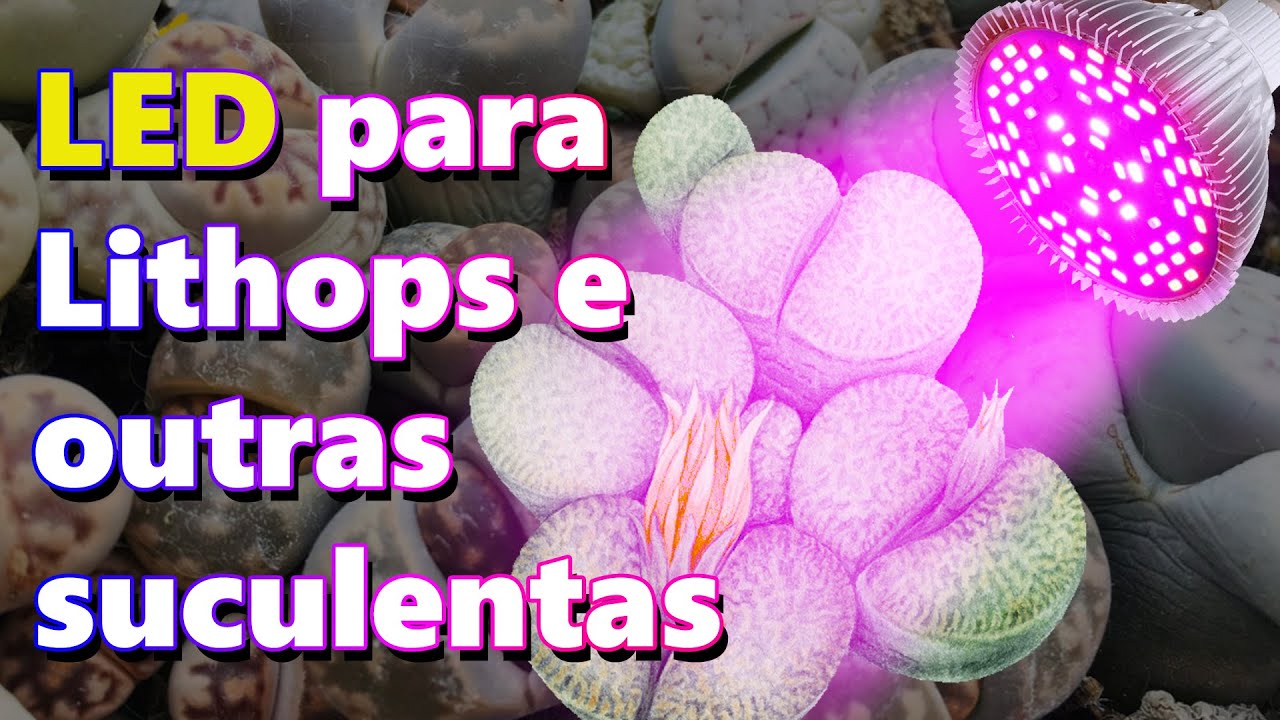 Como utilizar luz de LED em Lithops e suculentas?