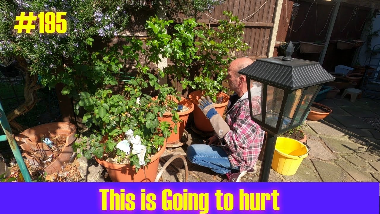 # 195 | Sunflower grow along and new seeds | gardening at home