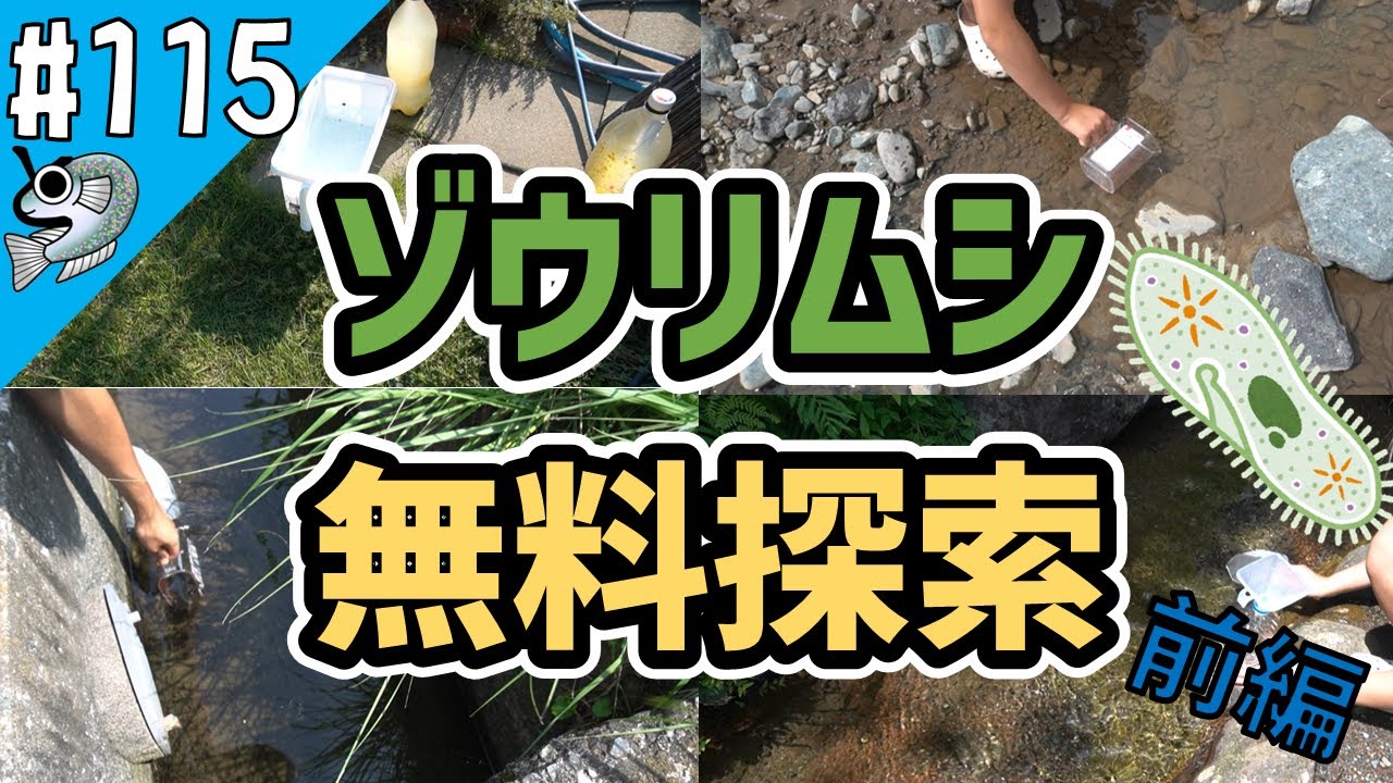 【メダカ初心者】#115 無料でゾウリムシを探そう！前編_Search for paramecium for free【とびっこメダカ】【Medaka】20220925