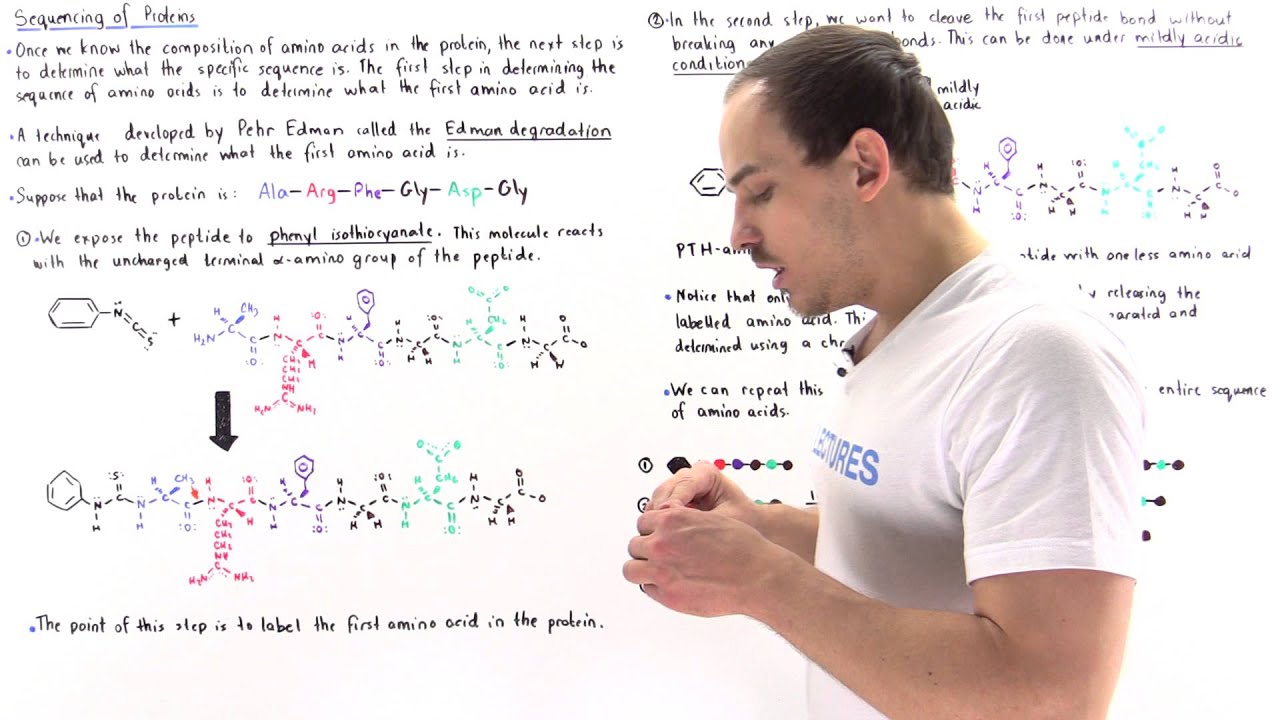 Sequencing Amino Acids and Edman Degradation