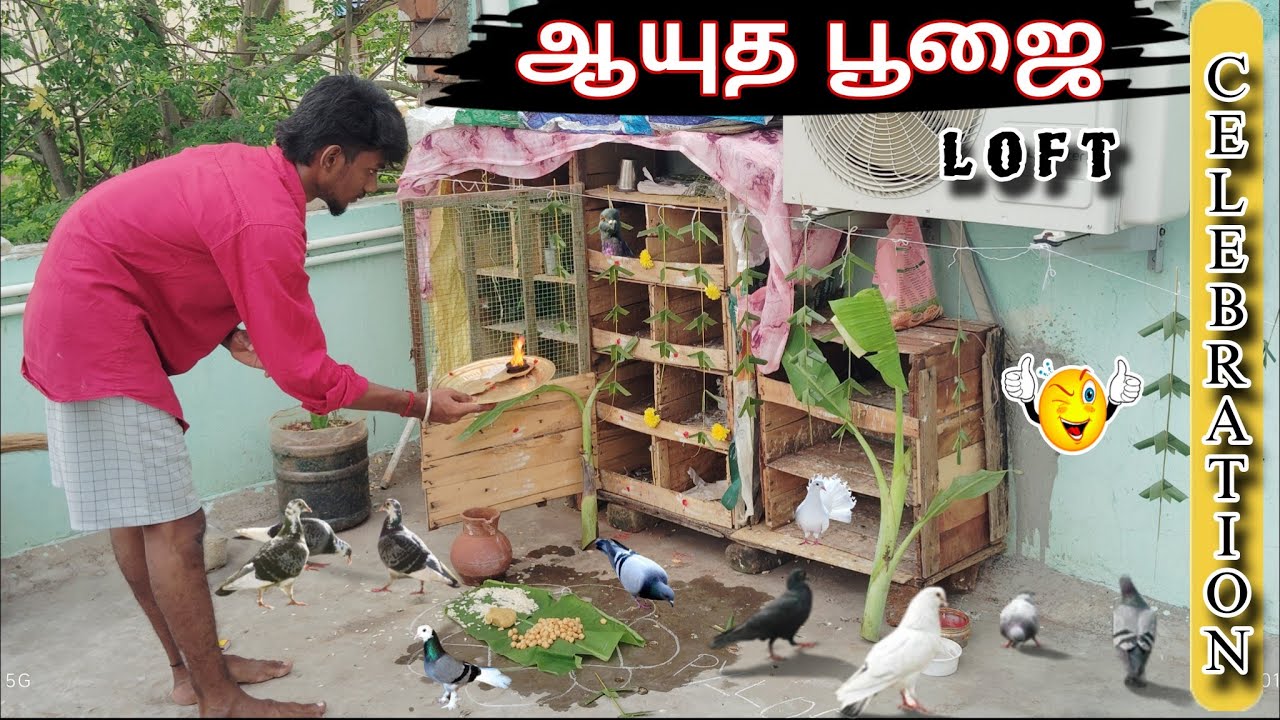 🌸 🙏ஆயுத பூஜை vibes in🕊️ Our Pigeon Loft | Festival Special Moments🌹#pigeon #ayudhapooja #pigeonrace 