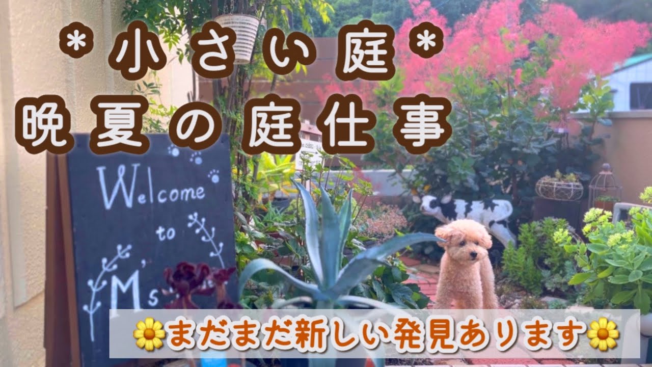 【秋を迎える準備】夏の汚れをリセット/ビオラの種まき/花壇の模様替え/ペンキ塗り/季節外れのスモークツリー/ヒペリカムの剪定/道具の大切さを知る