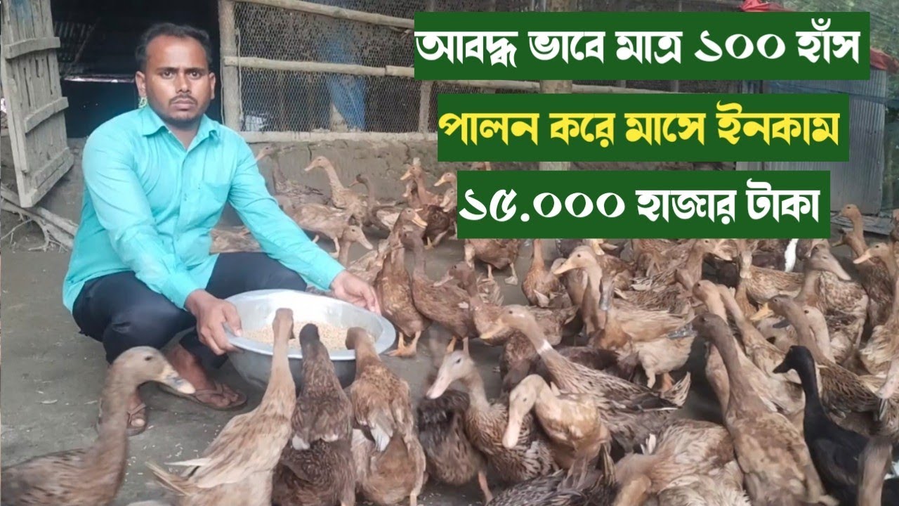আবদ্ধ ভাবে মাত্র ১০০ খাকি কেম্বেল হাঁস পালন করে মাসে ইনকাম ১৫,০০০ হাজার টাকা। আবদ্ধ ভাবে হাঁস পালন।