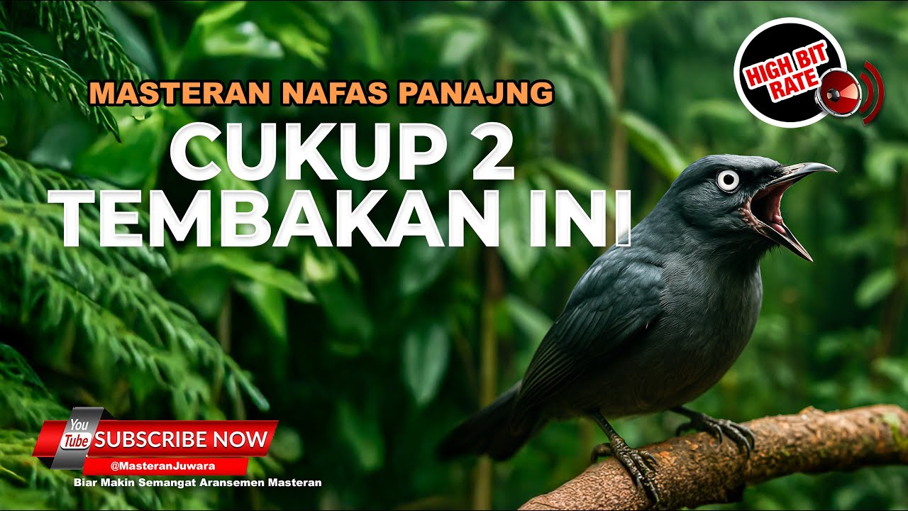 Masteran Srigunting Abu Abu Gacor Mewah Tembakan Panjang Kunti & Cililin
