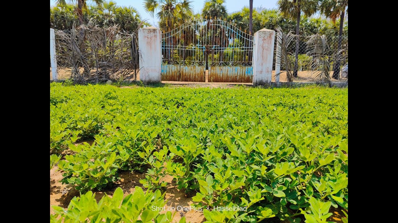 No:3(Sold)  Land for sale in kadapakkam 25 cent ct 9626716274
