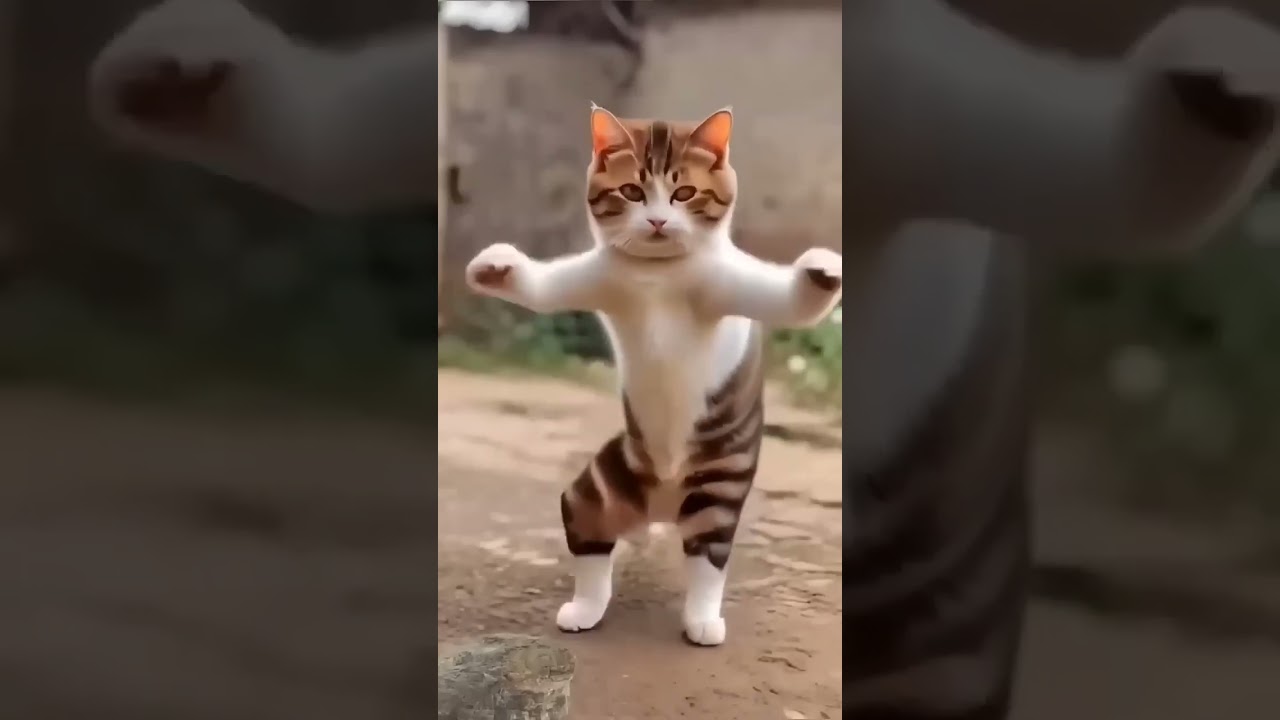 billi ka tange tange 😬😬 #funny #cat #funnycomedy