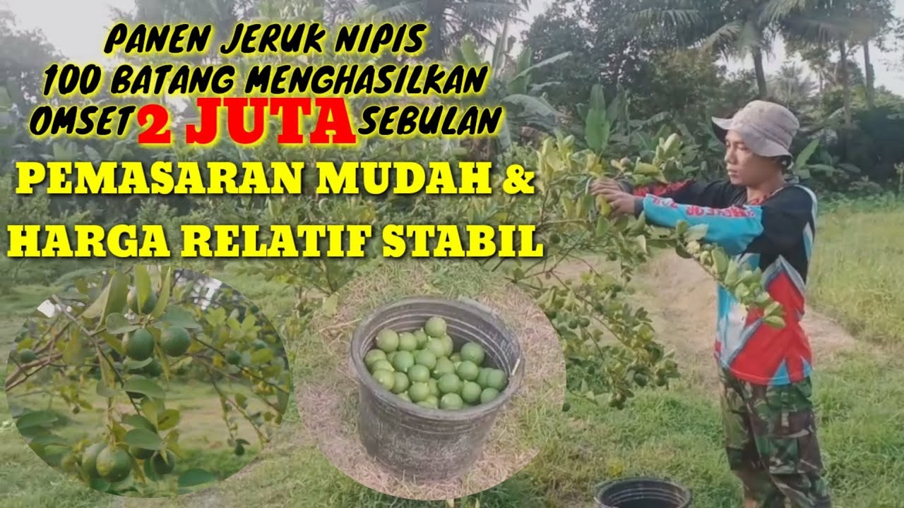 Menanam Sekali Panen Berkali-Kali !! Panen Jeruk Nipis dan Harga Jeruk Nipis Terbaru #jeruknipis