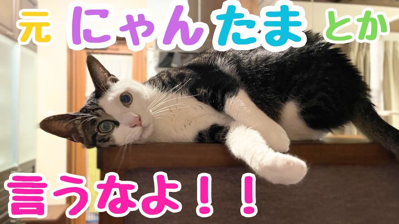 #37　うわさの？ラオ蔵 久々の登場ｗ　小梅の〇〇で遊ぶラオウ　ASMR