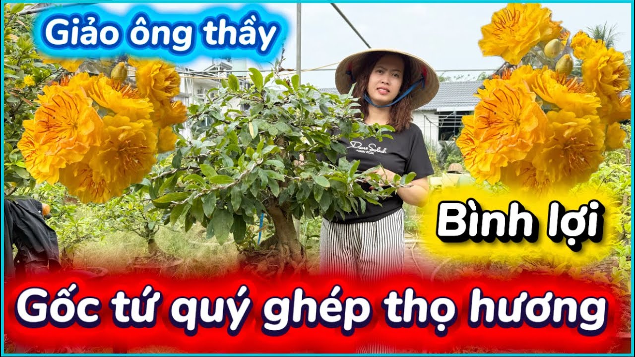 💥 5/3 ☎️ 0939 683 358 - GẶP CHỊ VÂN ☎️ thọ hương ghép gốc tứ quý- bình lợi báo mã 