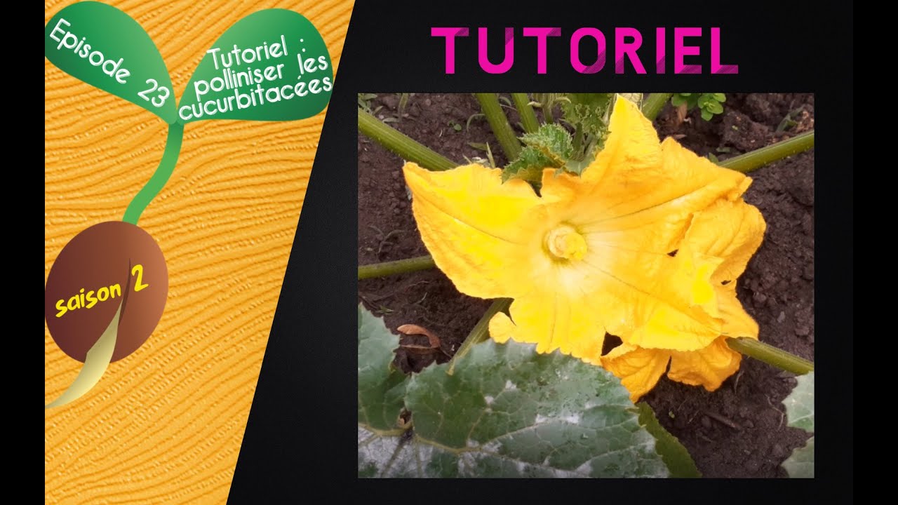 🌺S2 - Episode 23 : TUTORIEL : Polliniser manuellement les courgettes et autre cucurbitacées🌺