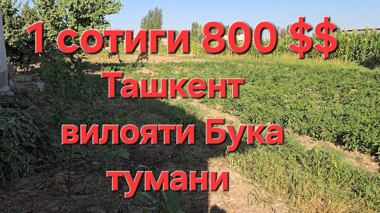 14 СОТОК ЕР СОТИЛАДИ ТОШКЕНТ ВИЛОЯТИ БУКА ТУМАНИ 