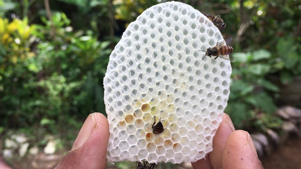 එලි මහන් ජනපදයක් පෙට්ටි ගත කිරීම