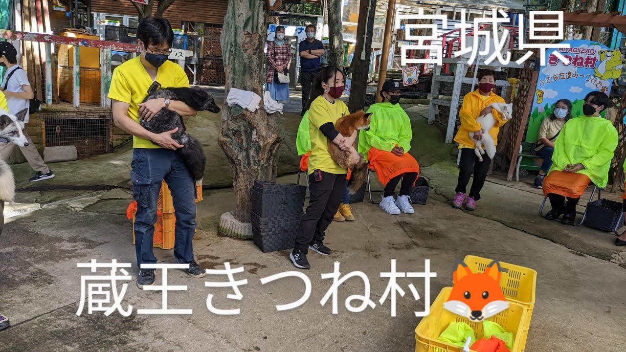 宮城県  蔵王きつね村