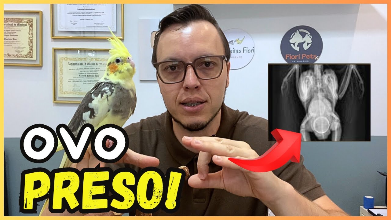 O MAIOR ERRO DE QUEM CRIA AVES! OVO PRESO E COMO SALVAR SUA CALOPSITA