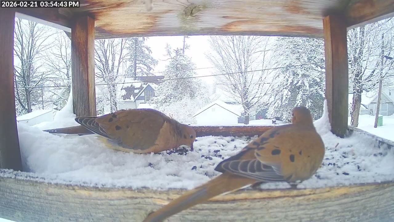 Daily Birdfeeder Highlight Reel (Saturday)