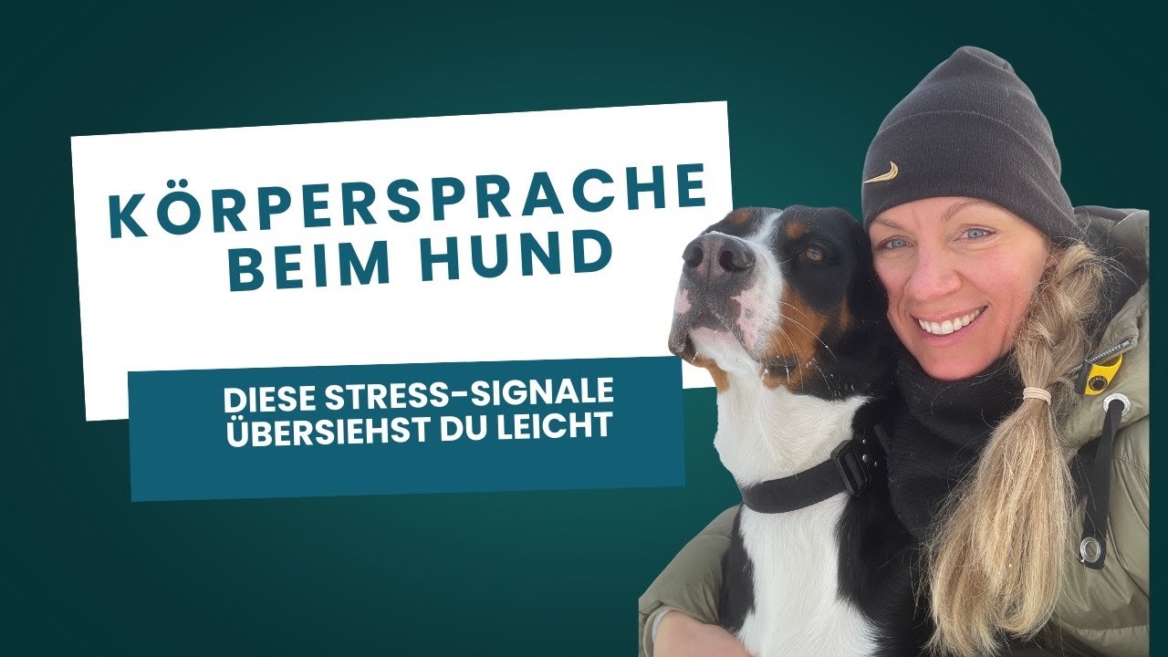 Körpersprache beim Hund: Diese Stress-Signale übersehen viele