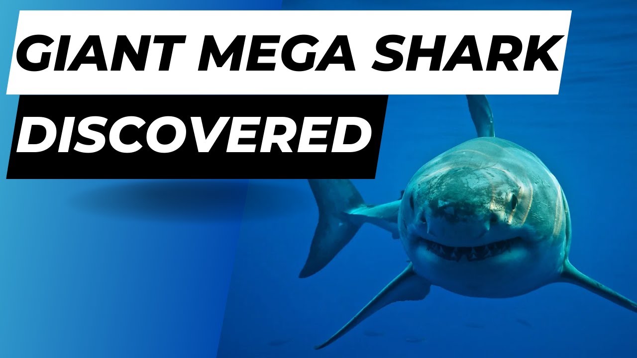 GIANT ANCIENT MEGA PREDATOR SHARK discovered in Australia!