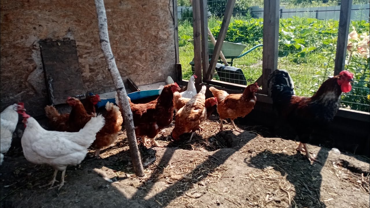 Размеры курятника своими руками. Содержание курей. Кормление.