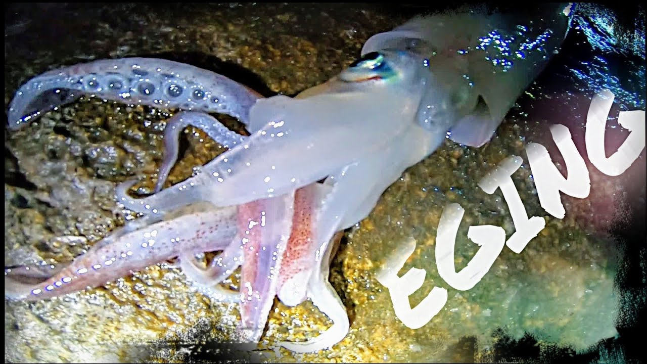 CALAMARES y SEPIAS 🦑 a EGING desde COSTA en el Mediterráneo | Pescando con Suscriptores 12 |