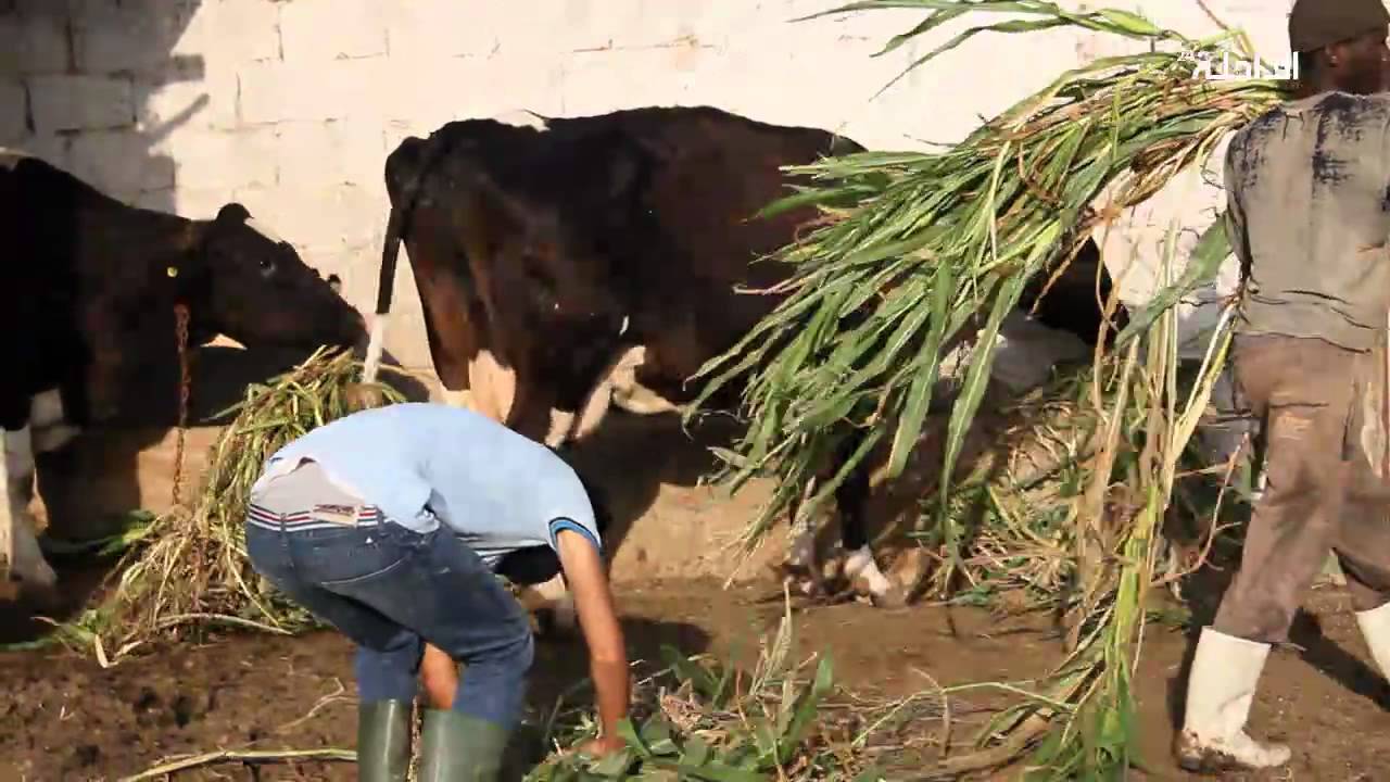 جولة  في منطقة تاورطة الفلاحية بالداخلة