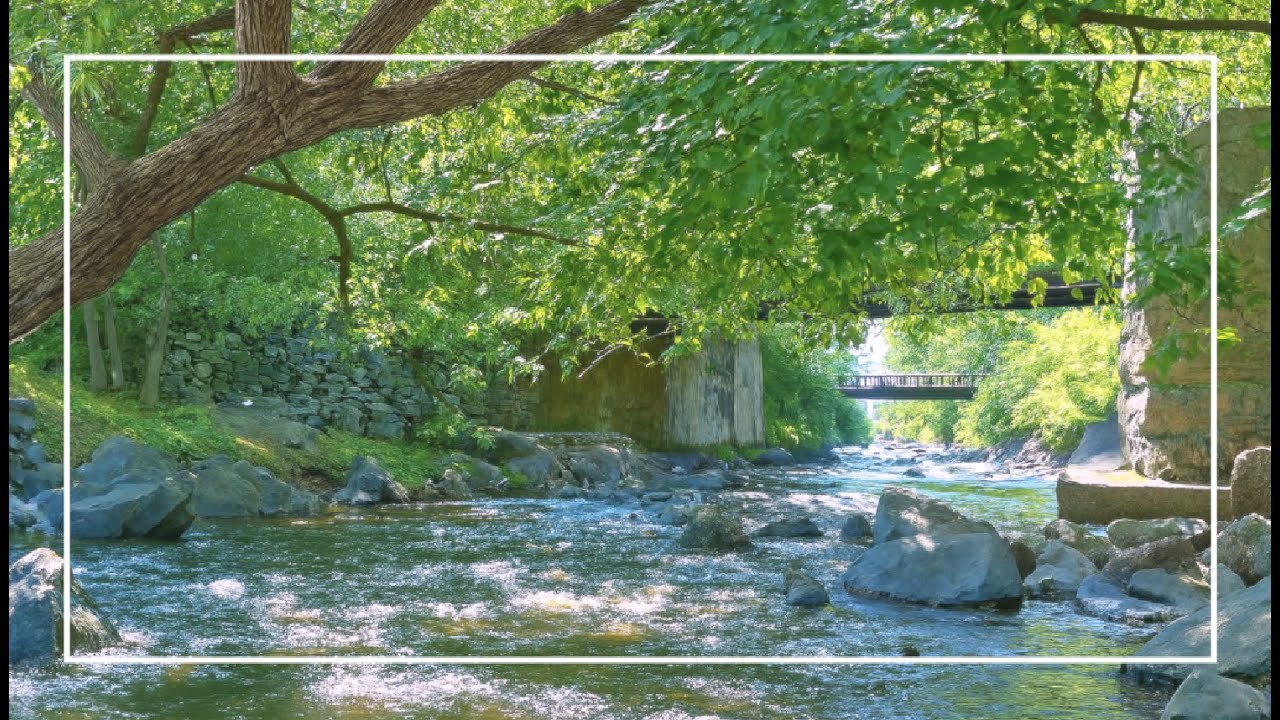 🌊 Relaxing River Sounds 🌳 Majestic Tree 🇨🇦 Natural White Noise 😴 Sleep 🎧 Focus  🌿 Stress Relief